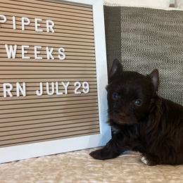 Piper - Chocolate, tan and white female Yorkshire Terrier puppy in Calhoun, Georgia from Peach State Yorkies