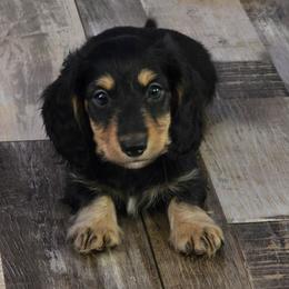 Hades 2,800 - Black and tan male Dachshund puppy in Tonopah, Arizona from Desert Diamond Dachshunds