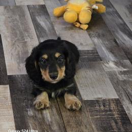 Hades 2,800 - Black and tan male Dachshund puppy in Tonopah, Arizona from Desert Diamond Dachshunds