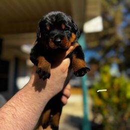 Gracie - Black and rust female Beauceron puppy in Scott, Arkansas from Seelingers Beaucerons