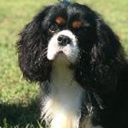 Rush - Cavalier King Charles Spaniel