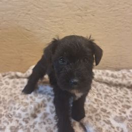 Collette - Black female Miniature Schnauzer puppy in Warrenville, South Carolina from All Paws Pet Resort
