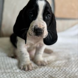 Theodore - Black and white male Basset Hound puppy in Yarnell, Arizona from Boulder Oak Bassets
