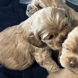 Cocker Spaniels from Clayton’s Cocker Spaniels