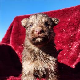 Jasper - Liver female German Shepherd puppy in Los Lunas, New Mexico from Mali's German Shepherds