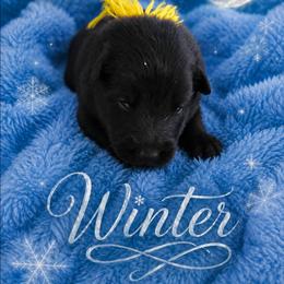 Sea Majors Moonshadow of Winter - Black female Belgian Sheepdog puppy in Virginia Beach, Virginia from Sea Major Belgians