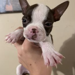 Boston Terrier Puppies from Autumn's Bostons