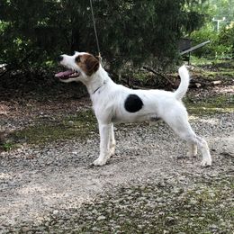 Huck - Jack Russell Terrier