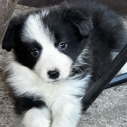 Border Collie Puppies from Cedarcreek Border Collies