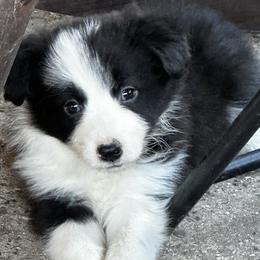 Border Collie Puppies from Cedarcreek Border Collies