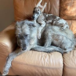 Great Dane Puppies from Starlight Danes