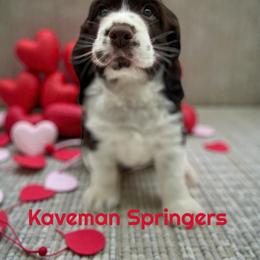 Male Liver Tri-  Spice-red - Liver white and tan male English Springer Spaniel puppy in Pacific, Washington from Kaveman Springers