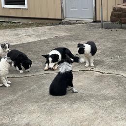 Border Collie Puppies from Roaring River Border Collies