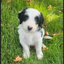 Meatball - Black and white male Sheepadoodle puppy in Farley, Iowa from Iowa's Doodle Co.