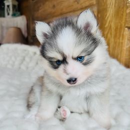 Slade - Gray and white male Pomsky puppy in Greencastle, Indiana from JDpomskies