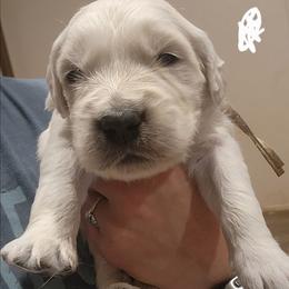White - Golden female Golden Retriever puppy in Lucasville, Ohio from Halo Kennels