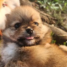 Pomeranians from Paulanne's Pomeranians
