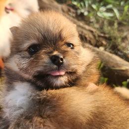 Pomeranians from Paulanne's Pomeranians
