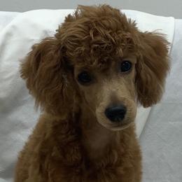 Ozzy - Red  male Poodle puppy in Vilonia, Arkansas from Donna’s Pretty Poodles
