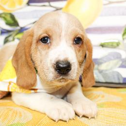 Boone - Lemon and white male Basset Hound puppy in Antlers, Oklahoma from Rocking H