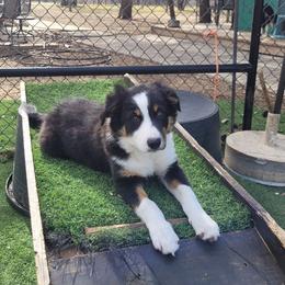 Gust - Tri-color male Border Collie puppy in Morgan, Texas from Shooting Star Ranch