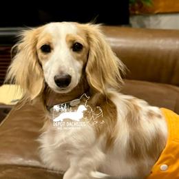 Flynn Rider - Dachshund
