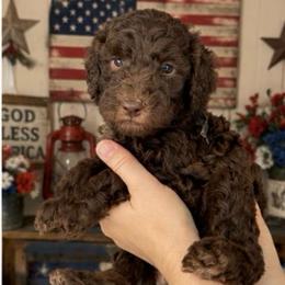 Black collar - Chocolate male Goldendoodle puppy in Christiana, Tennessee from Rechlicz Family Doodles