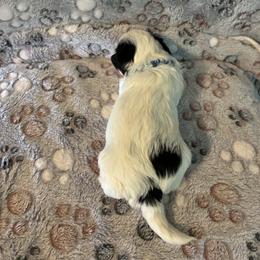 Biewer Terrier Puppies from Moonshadow Biewer Terriers