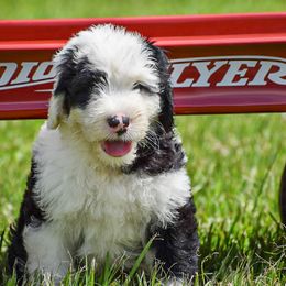 Old English Sheepdog Puppies from Royal Crown Kennel
