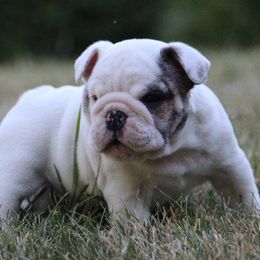 Bulldogs and Doberman Pinschers from MyToy Bulldogs