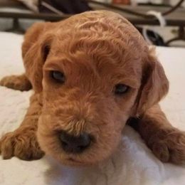 Bernedoodles, Goldendoodles, and Poodles from Wagging Tailz Pups