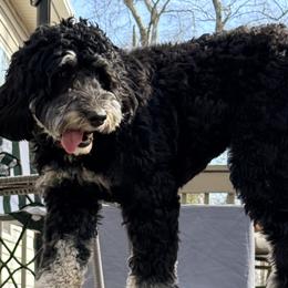 Assorted Doodle Crosses, Bernedoodles, Goldendoodles, and Poodles from Kava Kennels