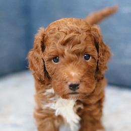 Lucky - Red  male Poodle puppy in Laveen, Arizona from Nystrom Clan Pups
