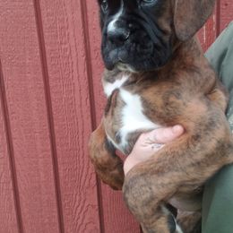 Boxer Puppies from SmashBox Kennel