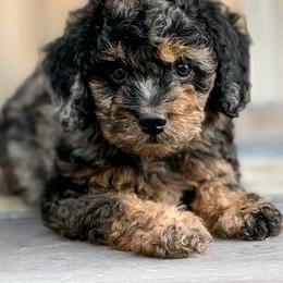 Bernedoodle, Goldendoodle, and Golden Mountain Doodle Puppies from Magic Valley Family Doodles