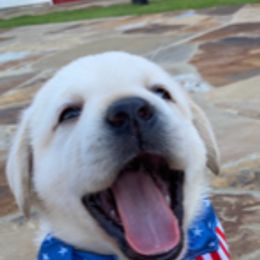 Labrador Retriever Puppies from Saddle Creek English Labradors