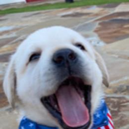 Labrador Retriever Puppies from Saddle Creek English Labradors