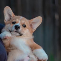 Pembroke Welsh Corgis from h patisserie corgis