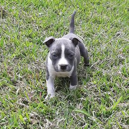 American Staffordshire Terrier and French Bulldog Puppies from Cicero Kennels