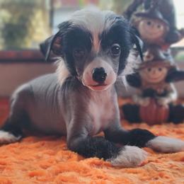 Male 1 - Black and white male Chinese Crested puppy in New Castle, Pennsylvania from Long Haul Cresteds & Long Rotts