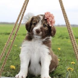 Stella - White and gold female Bordoodle puppy in Ashland, Ohio from Cherry Blossom Doodles