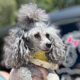 SherryNicole - Poodle