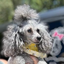 SherryNicole - Poodle