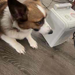 Pembroke Welsh Corgis from Corgie & Cream Paradise