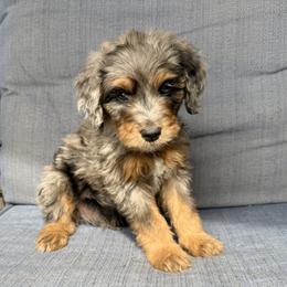 Freddie - Blue merle male Bernedoodle puppy in Springville, Utah from Oodles of Bernedoodles