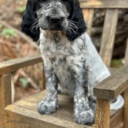 English Springer Spaniel Puppies from Willow Creek Farms
