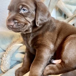 Girl 1 - Labrador Retriever puppy in West Haven, Utah from Idaho BA Labradors