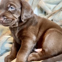 Girl 1 - Labrador Retriever puppy in West Haven, Utah from Idaho BA Labradors