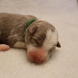 Green Collar - Lilac male Border Collie puppy in Courtland, Alabama from C Bar C Ranch Border Collies