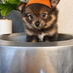Ziggy - Lavender male Pomeranian puppy in Costa Mesa, California from Wheresmil0